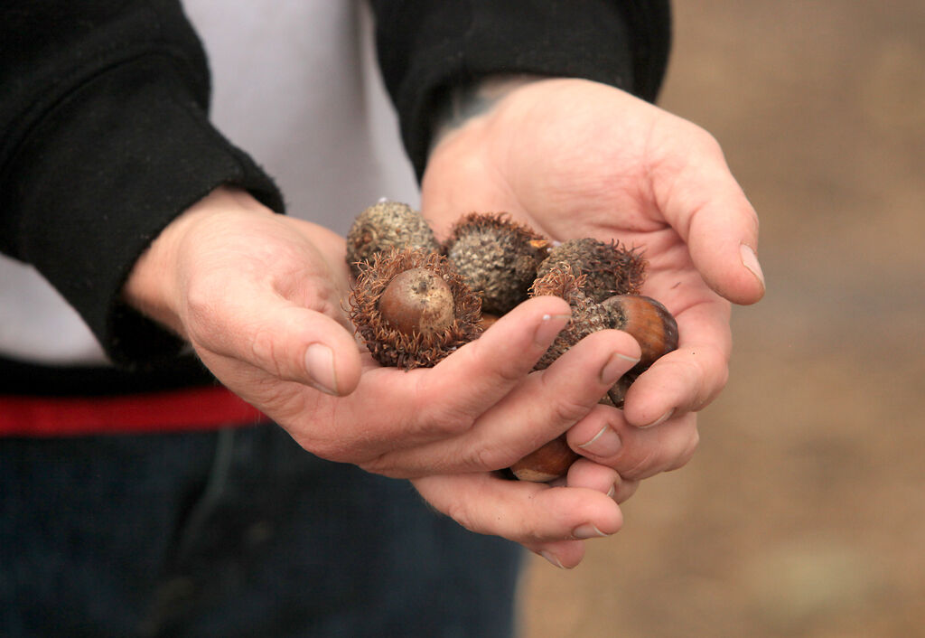 Cody Spencer holds a handful of acorns he gathered from under the bur oak tree after a lightning strike this morning.